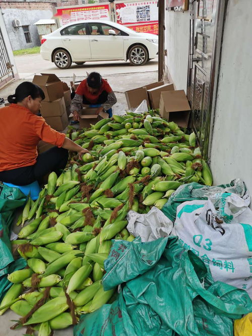 農產品開啟云銷售模式，助力戰疫扶貧攻堅